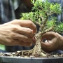 Como cuidar de um bonsai?